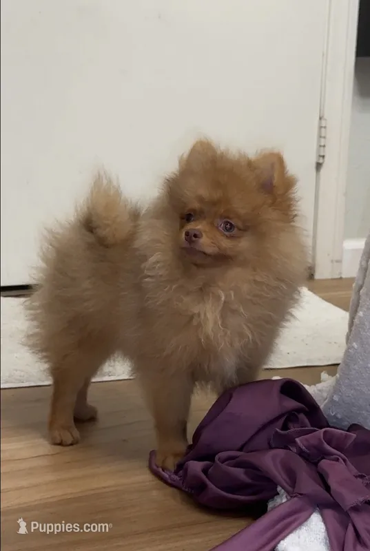 Hazel fluffy happy active puppy  – Pomeranian puppy for sale in San Diego, CA