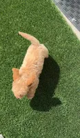 Champ baby boy, a male Poodle - Toy  and Bichpoo for sale in San Diego, CA – 8 of 10