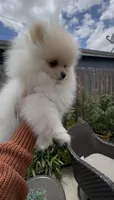 Baby Queen , a female Pomeranian for sale in San Diego, CA – 9 of 9