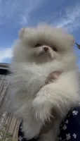 happy baby girl  ready now DNA tested , a female Pomeranian for sale in San Diego, CA – 2 of 10