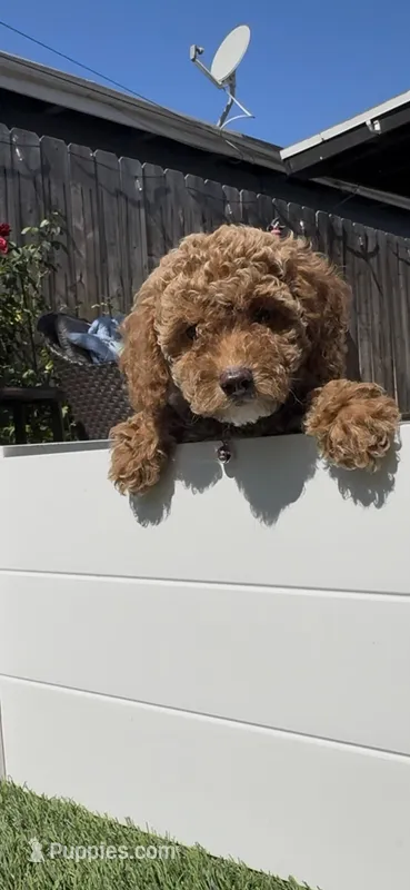 pinky Ready to go Home TODAY – Bichon Frise, Poodle - Toy  puppy for sale in San Diego, CA
