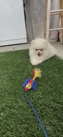 happy baby girl  ready now DNA tested , a female Pomeranian for sale in San Diego, CA – 8 of 10