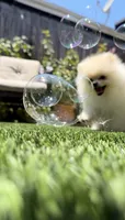 Paris tiny girl, a female Pomeranian for sale in San Diego, CA – 5 of 9
