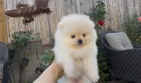 Baby girl Pomeranian, a female Pomeranian for sale in San Diego, CA – Photo 2 of 9
