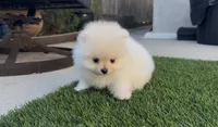 Baby girl Pomeranian, a female Pomeranian for sale in San Diego, CA – Photo 7 of 9