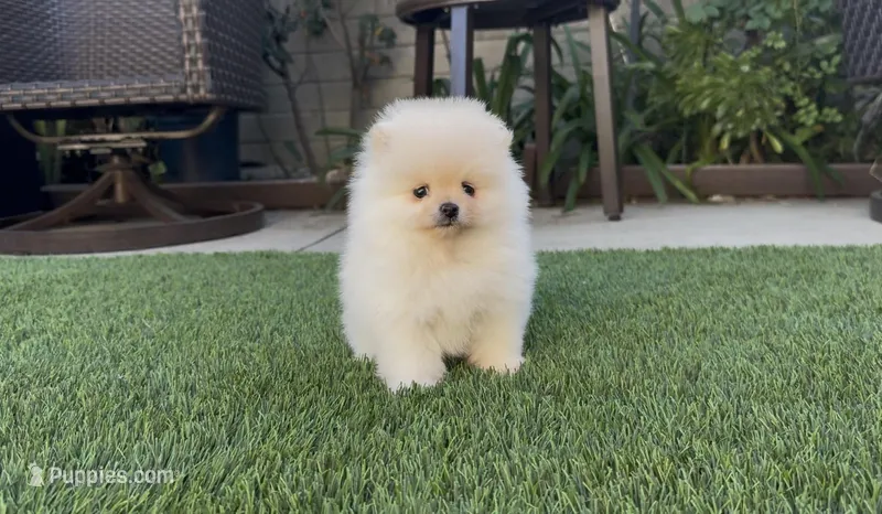 Baby girl Pomeranian – Pomeranian puppy for sale in San Diego, CA