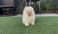 Baby girl Pomeranian, a female Pomeranian for sale in San Diego, CA – Photo 1 of 9