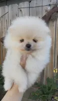 Baby girl Pomeranian, a female Pomeranian for sale in San Diego, CA – Photo 6 of 9