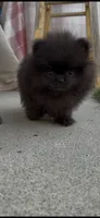 Gusto AKC tiny baby boy, a male Pomeranian for sale in San Diego, CA – 7 of 7