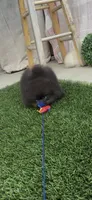 AKC tiny shadow boy, a male Pomeranian for sale in San Diego, CA – 3 of 9