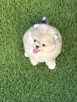🐻 Tiny Teddy Bear Pomeranian Boy | Sweet & Cuddly, a male Pomeranian for sale in San Diego, CA – 4 of 9