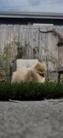 Rare Embark DNA Tested Chocolate Sable Merle Female Pomeranian, a female Pomeranian for sale in San Diego, CA – 2 of 10
