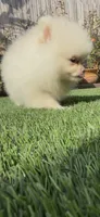🤍✨ Lina | Tiny White/Cream Pomeranian Female ✨🤍, a female Pomeranian for sale in San Diego, CA – 6 of 7