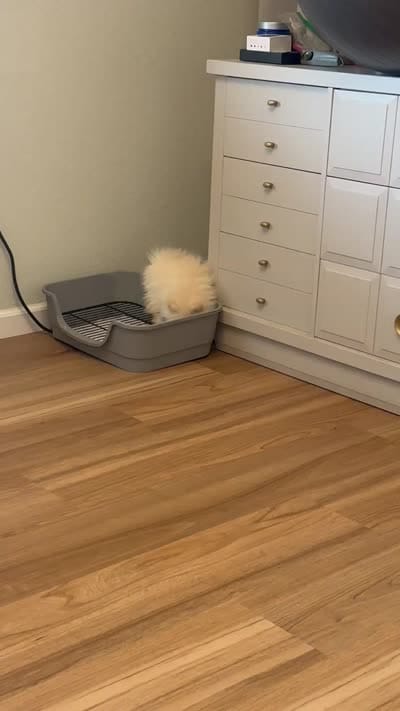  toy girl potty training , a female Pomeranian for sale in San Diego, CA – 2 of 8