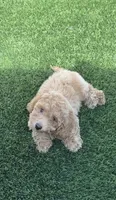 Miko 💙 Adorable Puppy | ready to go home now, a male Bichpoo for sale in San Diego, CA – 1 of 10