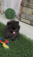 AKC tiny shadow boy, a male Pomeranian for sale in San Diego, CA – 7 of 9