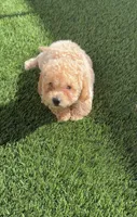 Thor LB  HB, a female Poodle - Toy  and Bichpoo for sale in San Diego, CA – 3 of 6