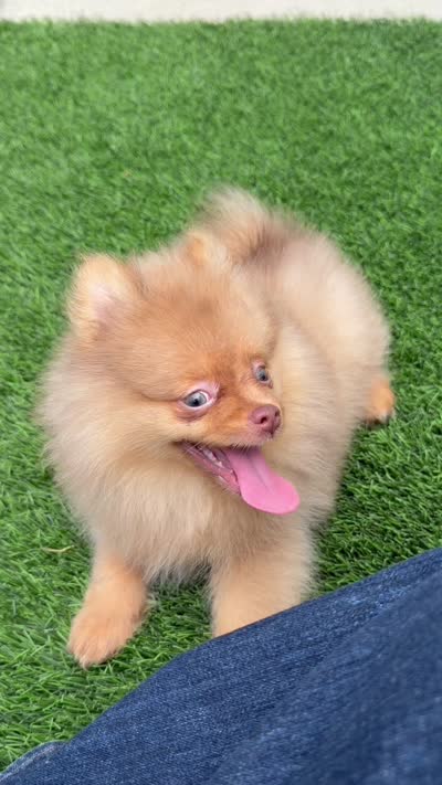 embark tested Chocolate Merle girl , a female Pomeranian for sale in San Diego, CA – 9 of 9
