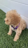 Daisy tiny bichpoo puppy, a female Poodle - Toy  for sale in San Diego, CA – 4 of 4