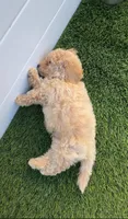 Grizzly 🤎 Adorable Puppy | Designer puppy, a male Bichpoo for sale in San Diego, CA – 3 of 10