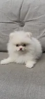 happy baby girl  ready now DNA tested , a female Pomeranian for sale in San Diego, CA – 9 of 10