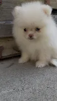 Snow white girl, a male Pomeranian for sale in San Diego, CA – 1 of 6