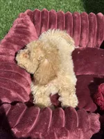 Lily P ready to go home NOW!, a female Poodle - Toy  and Bichpoo for sale in San Diego, CA – 7 of 7