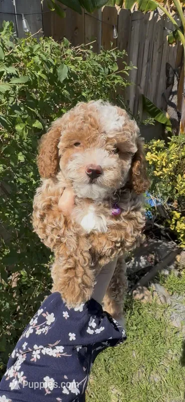 purple girl READY TO GO HOME SOON – Bichon Frise, Poodle - Toy  puppy for sale in San Diego, CA