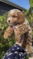 purple girl READY TO GO HOME SOON, a female Bichon Frise and Poodle - Toy  for sale in San Diego, CA – Photo 6 of 10