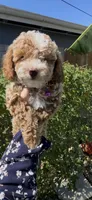 purple girl READY TO GO HOME SOON, a female Bichon Frise and Poodle - Toy  for sale in San Diego, CA – Photo 3 of 10