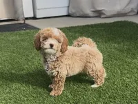 purple girl READY TO GO HOME SOON, a female Bichon Frise and Poodle - Toy  for sale in San Diego, CA – Photo 9 of 10