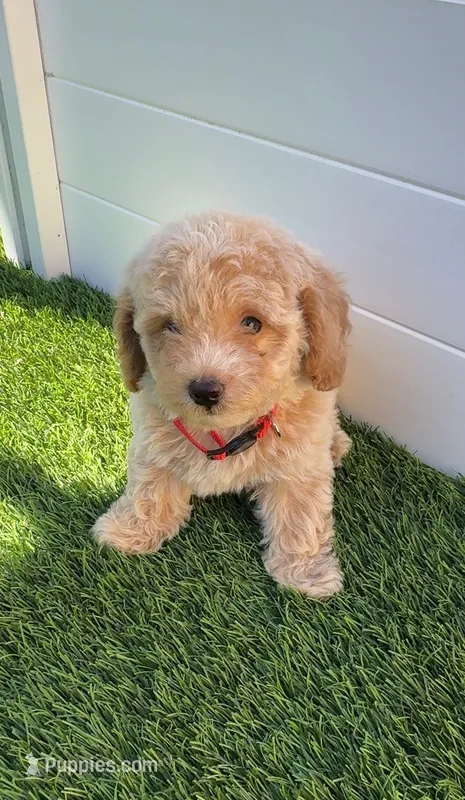 Angel ❤️ Adorable Bichpoo Puppy | Designer Companion – Poodle - Toy , Bichpoo puppy for sale in San Diego, CA