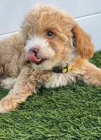 Happy 💛 Adorable Bichpoo Puppy | Designer Companion, a male Poodle - Toy  and Bichpoo for sale in San Diego, CA – 6 of 10