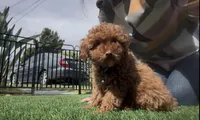 AKC tiny baby boy ready to go home NOW, a male Poodle - Toy  for sale in San Diego, CA – Photo 2 of 10