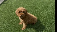 AKC tiny baby boy ready to go home NOW, a male Poodle - Toy  for sale in San Diego, CA – Photo 3 of 10