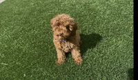 AKC tiny baby boy ready to go home NOW, a male Poodle - Toy  for sale in San Diego, CA – Photo 5 of 10