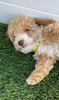 Happy 💛 Adorable Bichpoo Puppy | Designer Companion, a male Poodle - Toy  and Bichpoo for sale in San Diego, CA – 4 of 10
