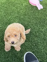 Miko 💙 Adorable Puppy | ready to go home now, a male Bichpoo for sale in San Diego, CA – 8 of 10