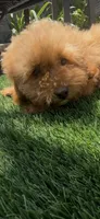 happy girl, a female Poodle - Toy  and Bichpoo for sale in San Diego, CA – 7 of 9