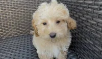 Gusto  baby boy ready to go home Now, a male Poodle - Toy  and Bichpoo for sale in San Diego, CA – Photo 6 of 10
