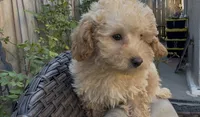 Gusto  baby boy ready to go home Now, a male Poodle - Toy  and Bichpoo for sale in San Diego, CA – Photo 5 of 10