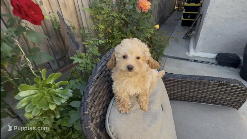 Gusto  baby boy ready to go home Now – Poodle - Toy , Bichpoo puppy for sale in San Diego, CA