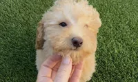 Gusto  baby boy ready to go home Now, a male Poodle - Toy  and Bichpoo for sale in San Diego, CA – Photo 10 of 10