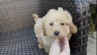 Gusto  baby boy ready to go home Now, a male Poodle - Toy  and Bichpoo for sale in San Diego, CA – Photo 2 of 10
