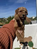 Red girl, a male Bichon Frise and Poodle - Toy  for sale in San Diego, CA – Photo 3 of 10