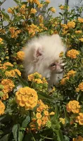 Coconut white playful calm puppy, a female Pomeranian for sale in San Diego, CA – 4 of 6