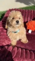 Thor LB  HB ready to go home NOW!, a male Poodle - Toy  and Bichpoo for sale in San Diego, CA – 1 of 8