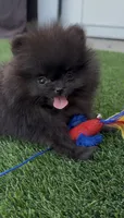 AKC tiny shadow boy, a male Pomeranian for sale in San Diego, CA – 5 of 9