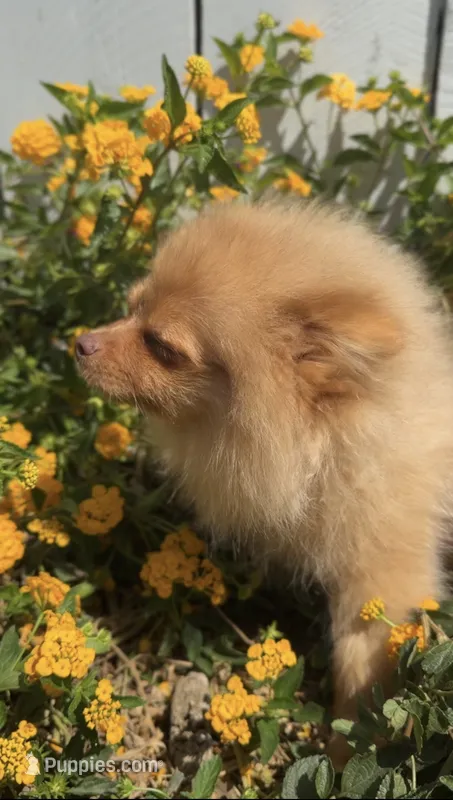 Blondie playful active puppy – Pomeranian puppy for sale in San Diego, CA