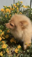 Blondie playful active puppy, a female Pomeranian for sale in San Diego, CA – 1 of 8